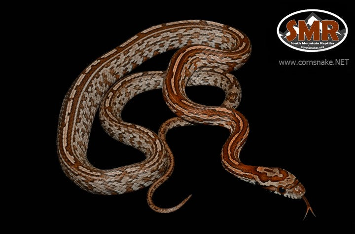 Tessera Kastanie 18" Male Corn Snake - South Mountain Reptiles