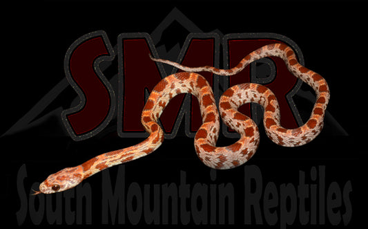 Sunkissed Hypo 14" Male for sale by South Mountain Reptiles
