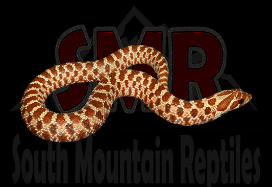 Red Hognose 8" Female