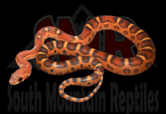 Scaleless Extreme Okeetee 17" Male