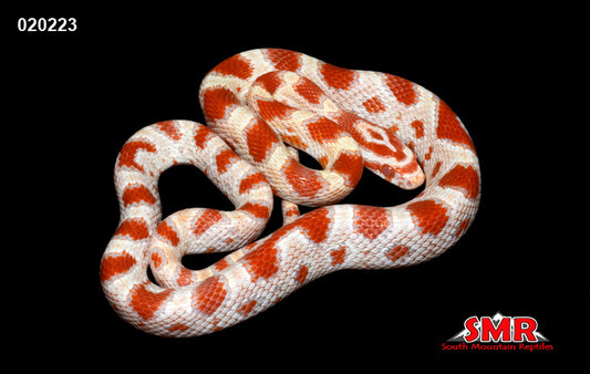 High-white Reverse Okeetee 18" male