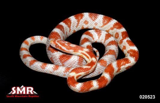 High-white Reverse Okeetee 20" Male