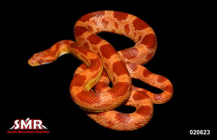 Red Factor Amel 21" Male