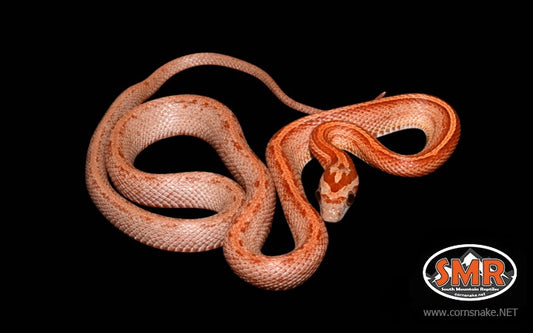 Terrazzo 16" Female Corn Snake - South Mountain Reptiles