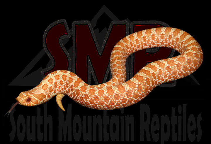 Albino Hognose 9" Male