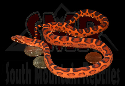 Scaleless Extreme Okeetee 17" Male