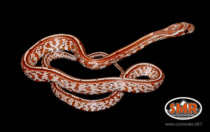 Tessera 14" Male Corn Snake - South Mountain Reptiles
