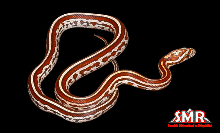 Tessera Corn Snake 16" Female