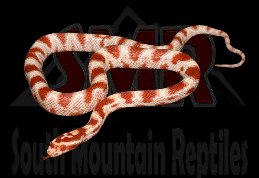 High-white Reverse Okeetee 16" Female