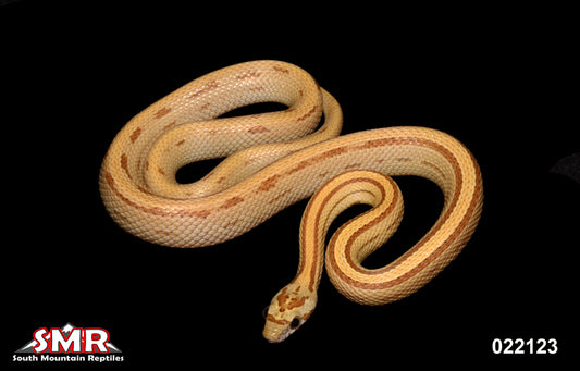 Striped Caramel 22" Female