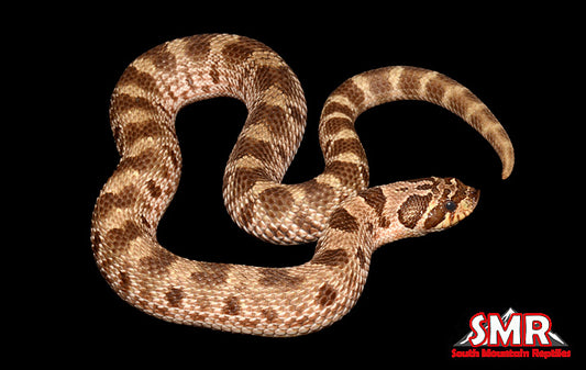 Anaconda 15" male Hognose