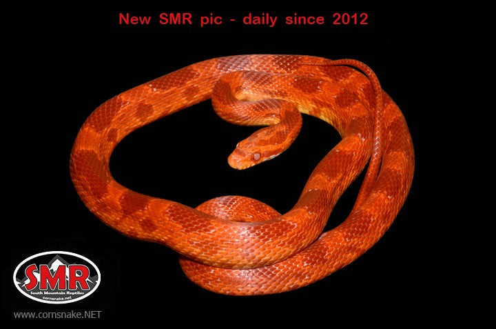 Cherry Amel 28" Male Corn Snake - South Mountain Reptiles