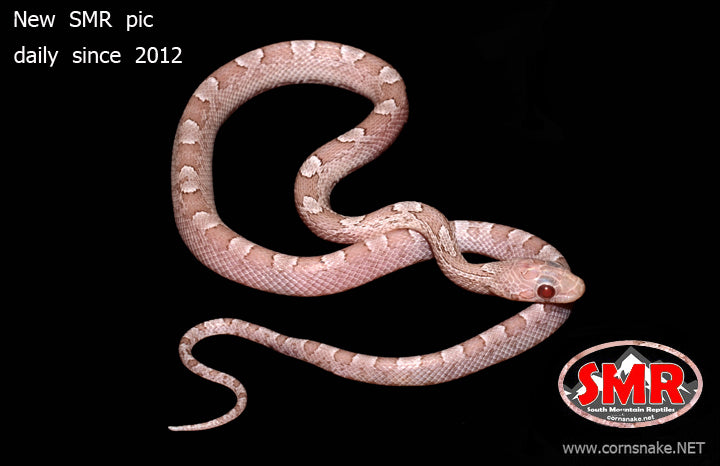 Ice Bloodred 14" Male Corn Snake - South Mountain Reptiles