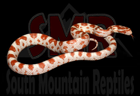 High-white Reverse Okeetee 19" Male