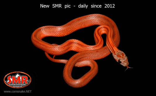 Striped Bloodred 16" female - South Mountain Reptiles