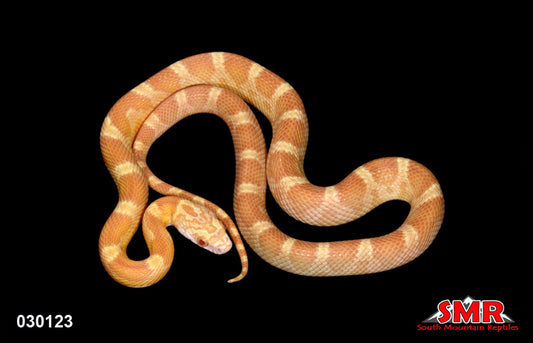 Saffron Motley 17" Female