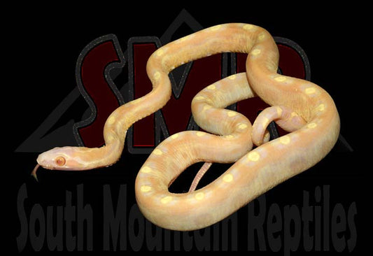 Scaleless Butter 19" Female