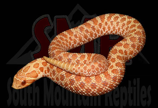 Albino Hognose 9" Female