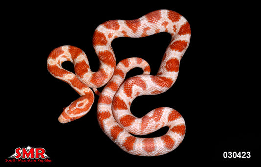 High-white Reverse Okeetee 18" Female