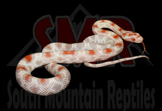 High-white Reverse Okeetee 16" Male