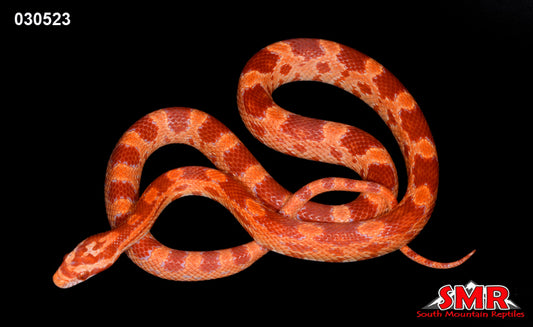 Red Factor Amel 19" Male