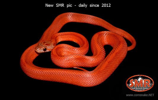 Striped Bloodred 18" female - South Mountain Reptiles