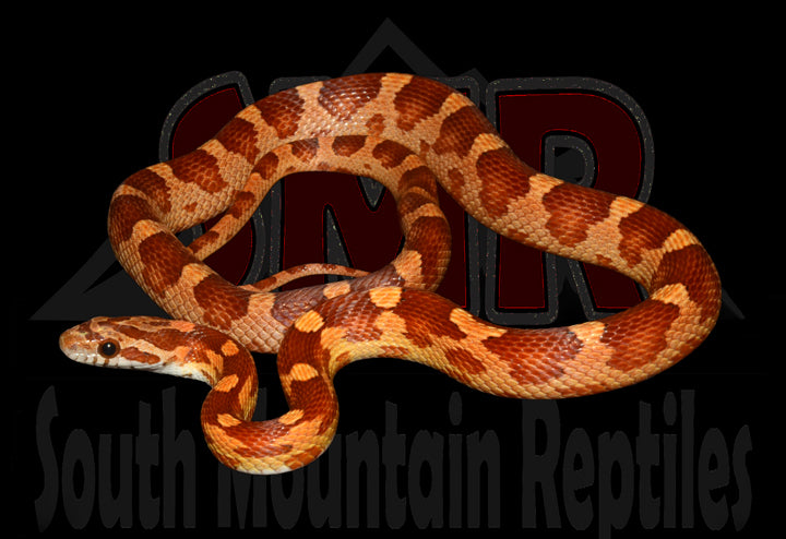 Motley Corn Snake 19" male