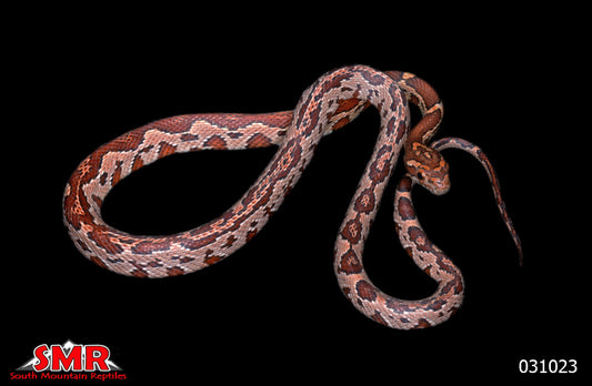 ZagTec Cornsnake 16" Female