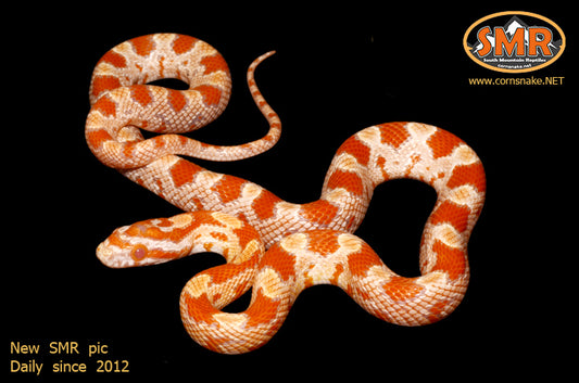 Creamsicle Okeetee 15" female - South Mountain Reptiles