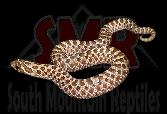 Hognose 10" Female