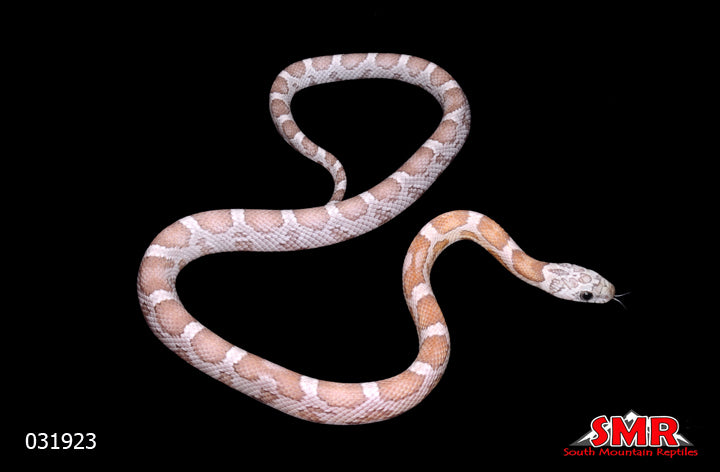 Sunkissed Ghost Corn Snake 20" Male