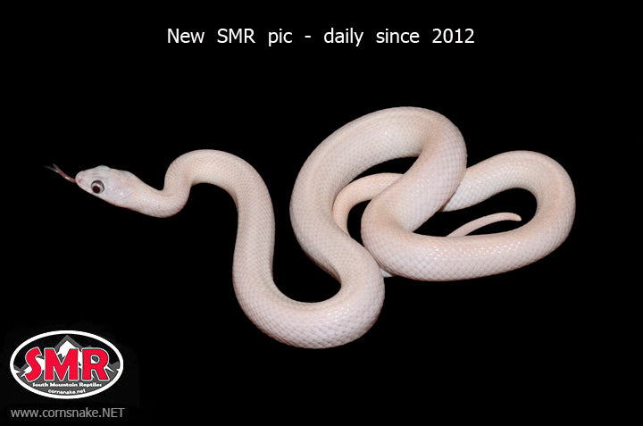 Leucistic Gray-banded Kingsnake - South Mountain Reptiles