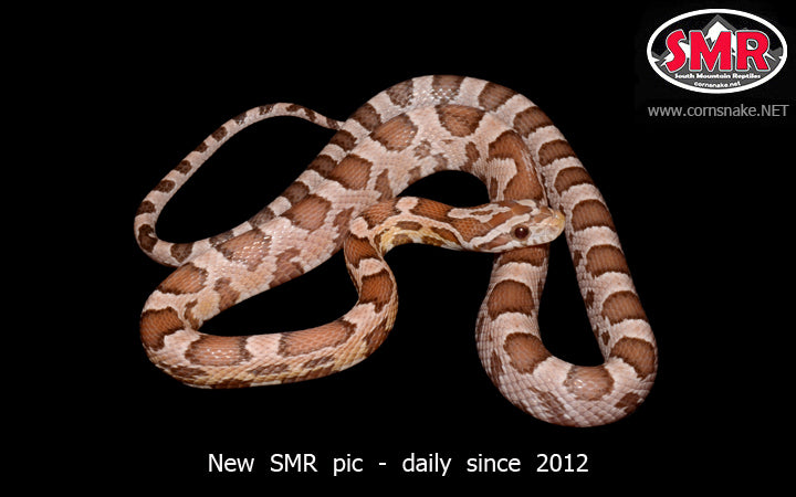 Ghost 18" male - South Mountain Reptiles