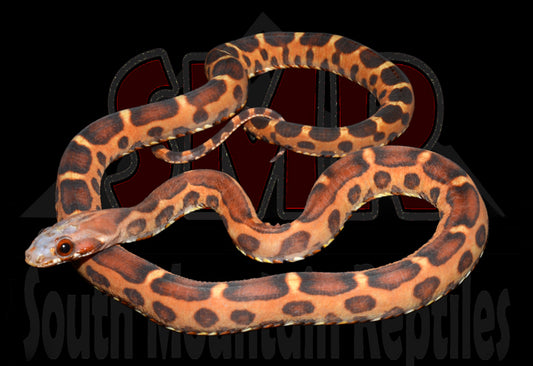 Scaleless Okeetee 18" male