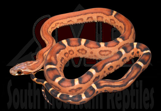 Scaleless Okeetee 18" Female