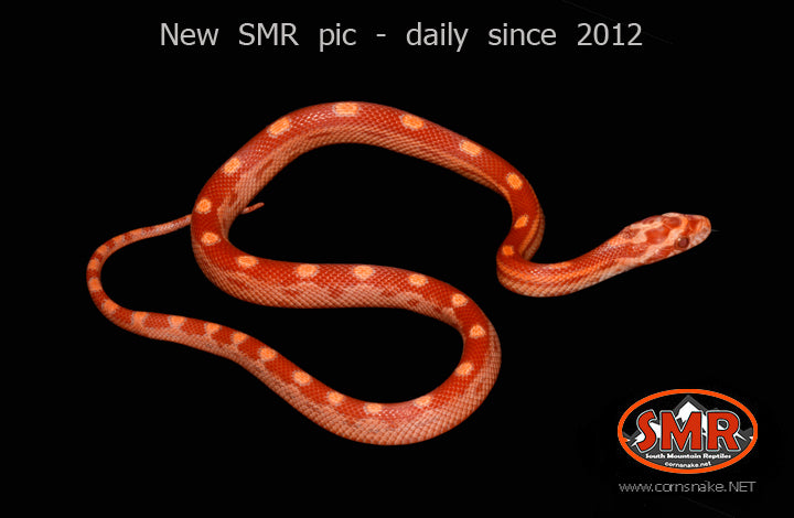 Sunglow Motley 11" male - South Mountain Reptiles