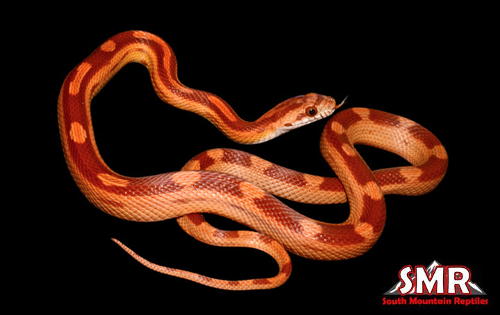 Red Factor Motley 19" Male