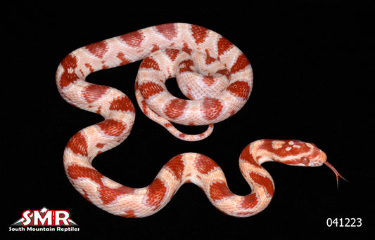 High-white Reverse Okeetee 20" Female