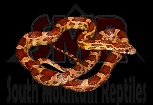 Cornsnake 21" Female