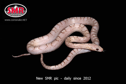 Hypo Pewter 20" female - South Mountain Reptiles