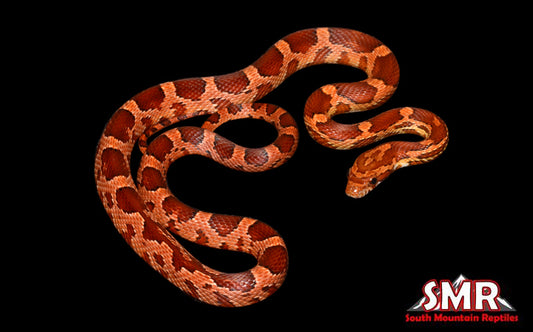 Het cornsnake 18" Male