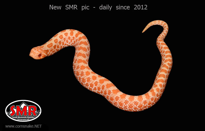 Western Hognose Albino 9" male - South Mountain Reptiles