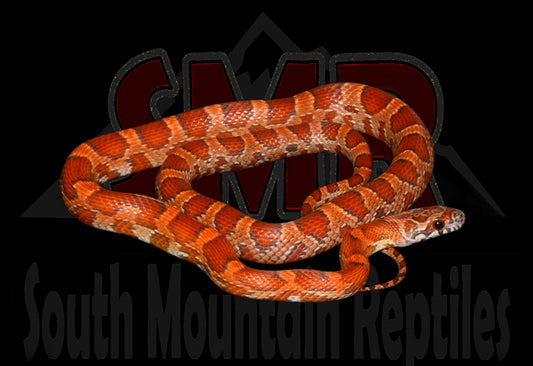 Sunkissed Okeetee 19" Female