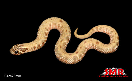 Anaconda Hognose 8" Male