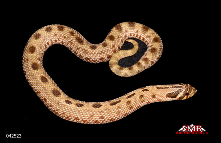Anaconda Hognose 13" Male