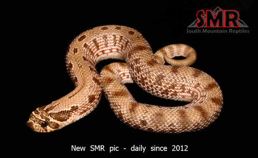 Anaconda Hognose 10" male - South Mountain Reptiles