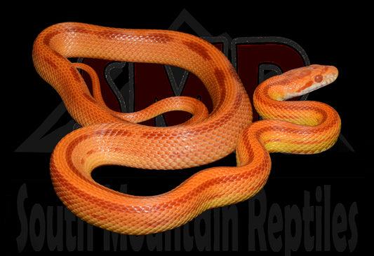 Striped Amel 20" Female