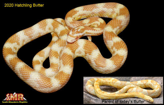 Butter 24" Female