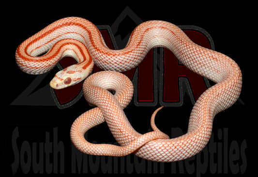 Striped Amel 19" Male