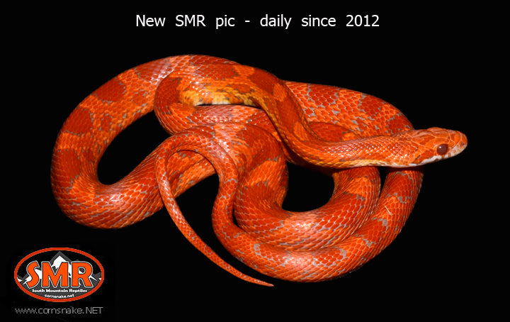 Red Coat Lava 26" male - South Mountain Reptiles